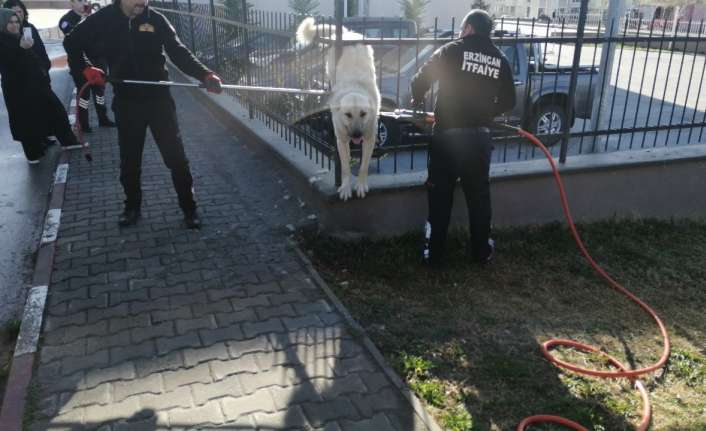 Erzincan’da demir parmaklıklara sıkışan