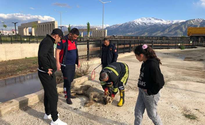Erzincan’da dereye düşüp balçığa saplanan köpeği itfaiye ekipleri kurtardı.