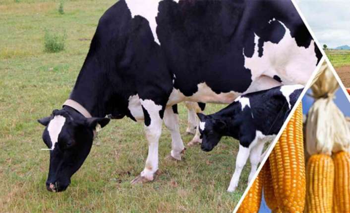 DESTEKLEME ÖDEMESİ BUGÜN HESAPLARA AKTARILACAK