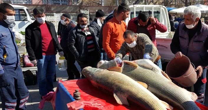 Erzincan’da amatör bir Fırat nehrinde dev bir Turna balığı yakaladı.