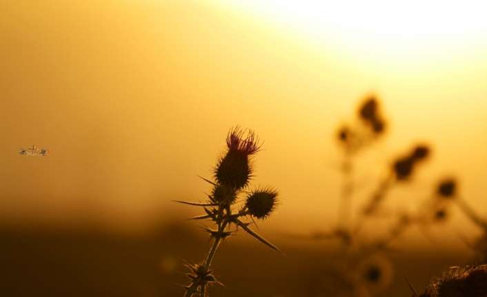 DOĞU’DA HAVA SICAKLIĞI MEVSİM NORMALLERİNİN 2 İLA 4 DERECE ÜZERİNDE