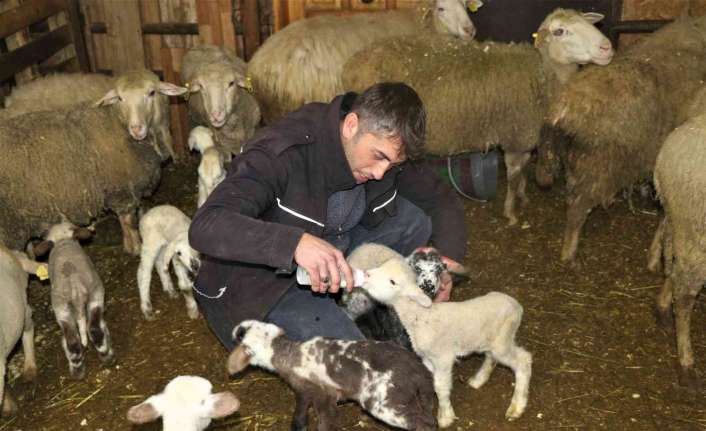 Erzincan’da çiftçilik yapan bir vatandaş doğum yaptıktan sonra ölen koyunlarının