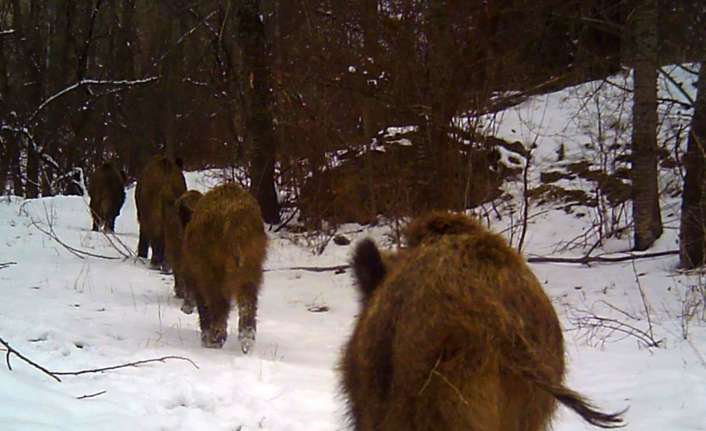 Erzincan’da insanların yaşam alanlarından uzak kırsal alanlara kurulan fotokapanlara yaban
