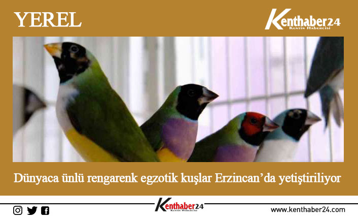 Erzincan’da hobi olarak başladığı kafes kuşu yetiştiriciliğini geliştiren Emrah Öner,