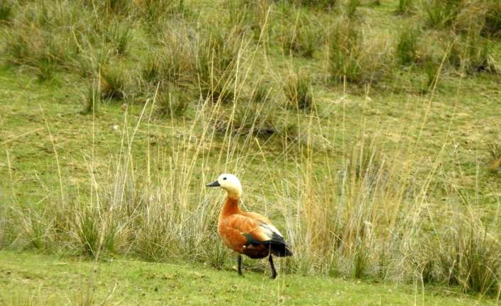 Erzincan’da yaklaşık 8 bin 700 hektar alana sahip olan Ekşisu,