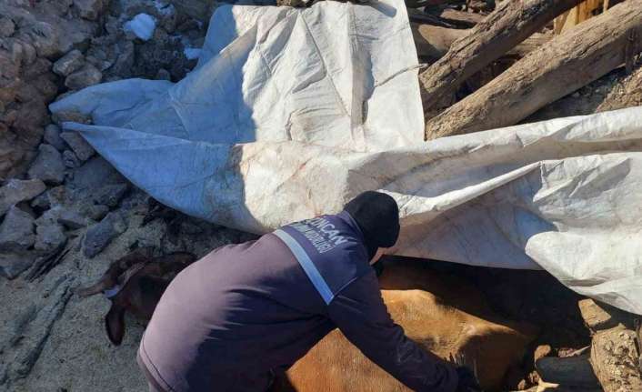 Yaşanan depremler sonrası çöken ahırın enkazında ayakları sıkışarak mahsur kalan
