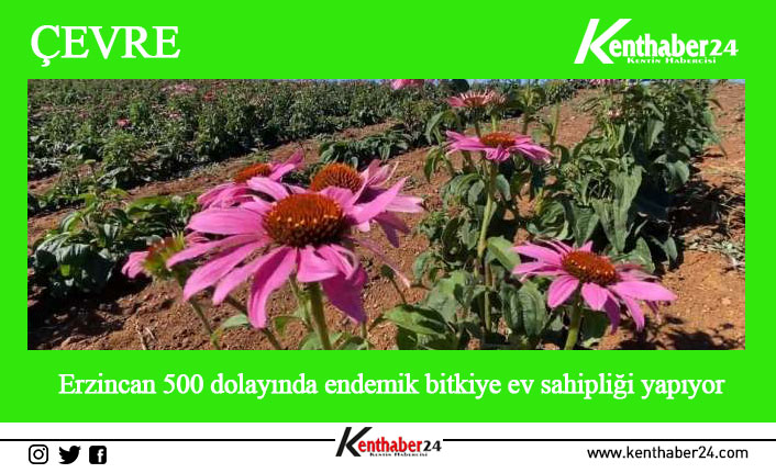 Erzincan çoğu Avrupa ülkesinde bile bulunmayan 500 dolayında endemik bitkiye