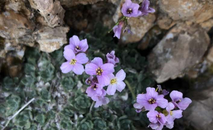 Erzincan çoğu Avrupa ülkesinde bile bulunmayan 500 dolayında endemik bitkiye
