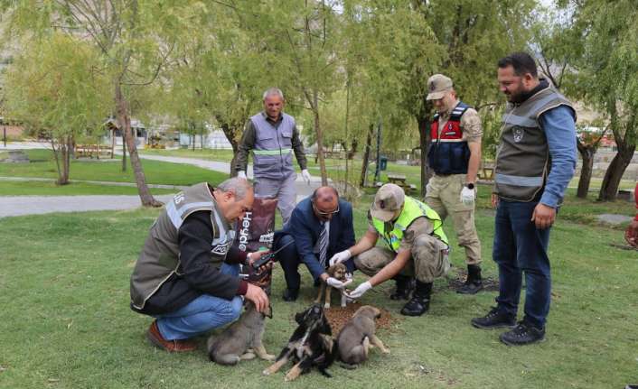 Erzincan Belediye Başkanı Bekir Aksun’un talimatları doğrultusunda, Veteriner İşleri Müdürlüğü