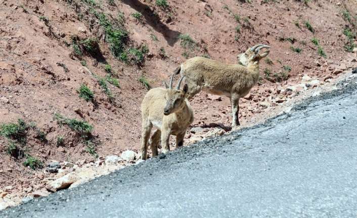 Erzincan’da tuz ihtiyaçlarını gidermek için yaban keçileri karayoluna kadar indi.