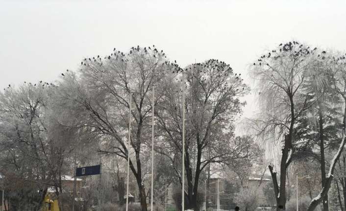 Şehri kaplayan sis ve pus nedeniyle 3 gündür adeta güneşin