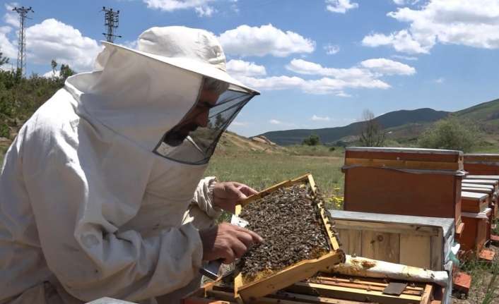 Zengin bitki örtüsüne sahip Erzincan yaylalarında arıcıların bal mesaisi başladı.