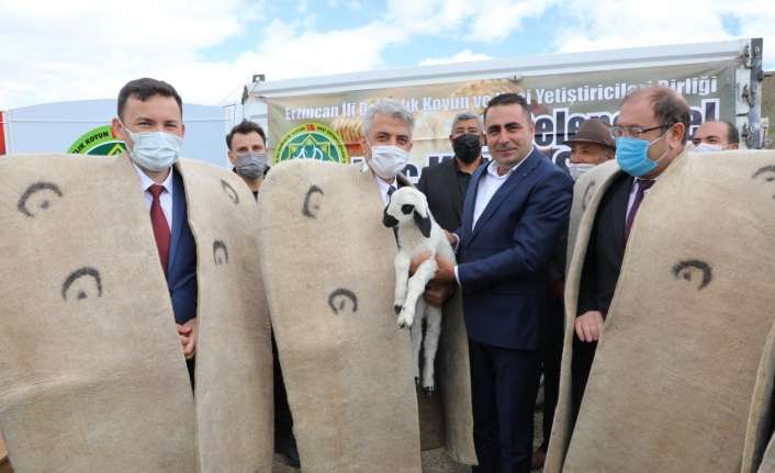 Erzincan’da geleneksel hale getirilen koç katım şenliğinin ikincisi düzenlendi.