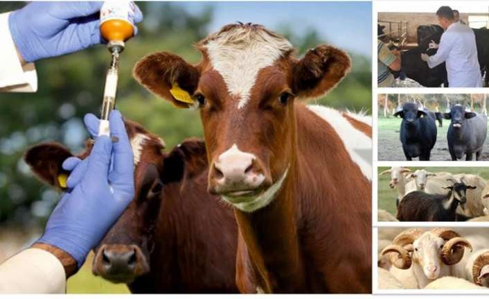 ERZİNCAN’DA 2020 SONBAHAR ŞAP AŞILAMA ÇALIŞMASI BAŞLADI