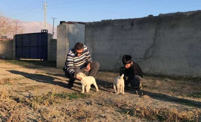 Erzincan’da, İl Tarım ve Orman Müdürlüğü ekiplerinin çalışmaları neticesinde 238
