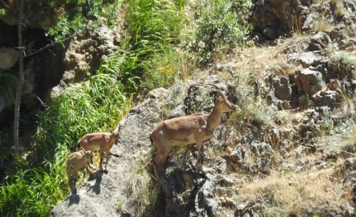 Tarım ve Orman Bakanlığı 13’üncü Bölge Müdürlüğü’ne bağlı Erzincan Şube