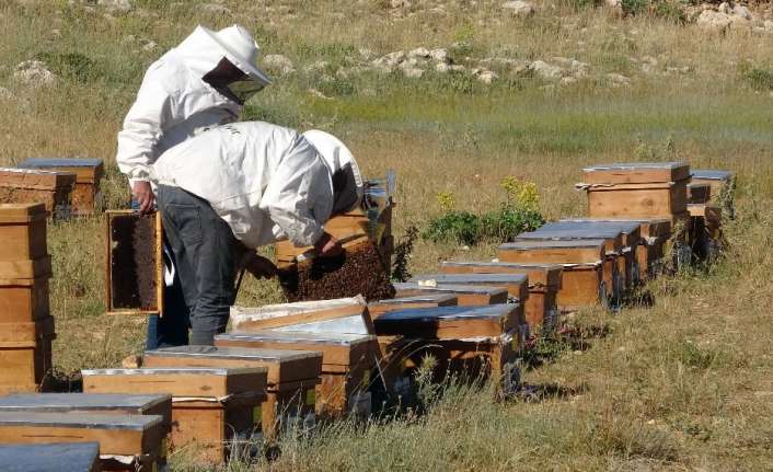 Erzincan’da çiçek balı üreticileri hasat telaşı yaşıyor.