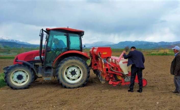 "Doğanın sarı gelini" olarak adlandırılan ayçiçeği tohumları Erzincan’ın Çayırlı ilçesinde
