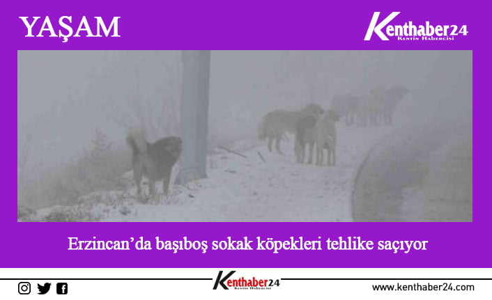 Erzincan’da sokak köpeğinin ayağından