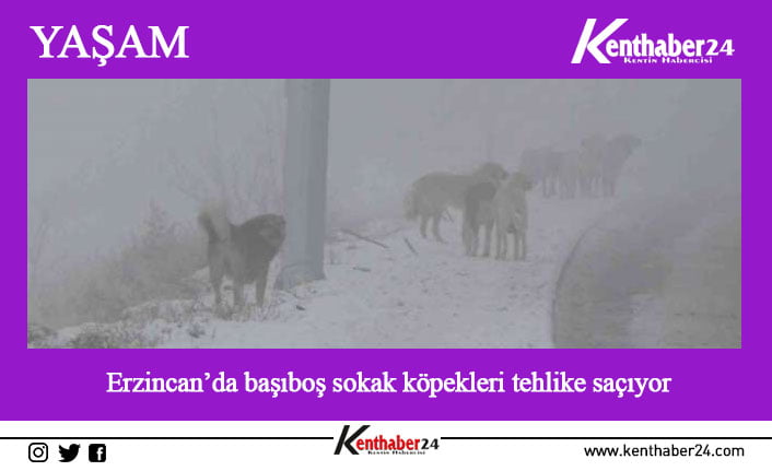 Erzincan’da sokak köpeğinin ayağından ısırdığı kadın yaralandı.