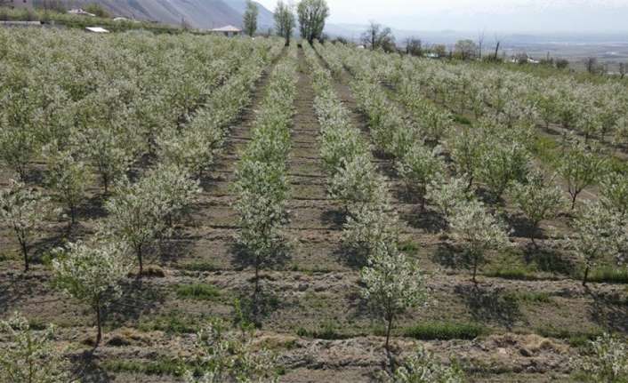 Erzincan’da baharla birlikte çiçek açan vişne ağaçları görsel bir şölen