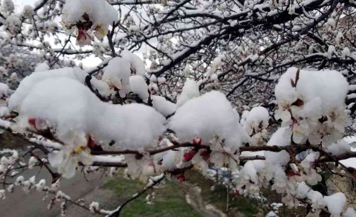 Erzincan’da Nisan ayında yağan kar, çiçek açan meyve ağaçlarını kar