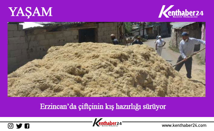 Erzincan’ın Tercan ilçesinde çiftçiler, hayvanlarının kışlık yem ihtiyaçlarını karşılamak için
