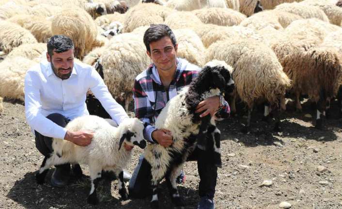 Erzincan’da göçerlerin yaylalardaki mesaisi başladı.