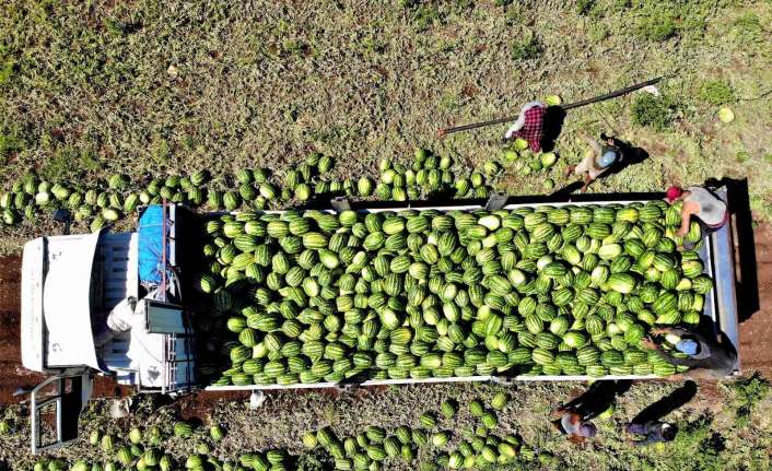 Doğu Anadolu Bölgesinin sebze ve meyve ambarı konumunda bulunan Erzincan’da