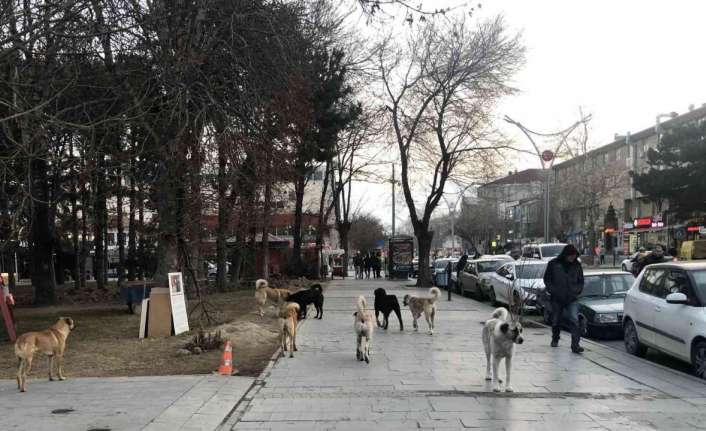 Erzincan’da kentin en işlek caddeleri üzerinde sürüler halinde gezinen ve