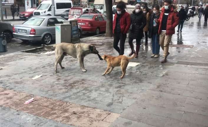 Erzincan’da iki sokak köpeğinin kaldırımda yoldan gelip geçen insanların arasında