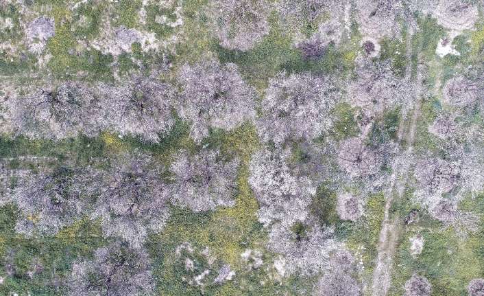 Kayısı üretiminde Erzincan’da önemli bir yere sahip olan Üzümlü ve