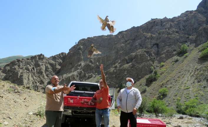 Erzincan’da 400 adet kınalı keklik doğaya salındı.