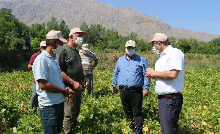 Erzincan İl Tarım ve Orman Müdürlüğü kuru fasulye ekim alanlarını