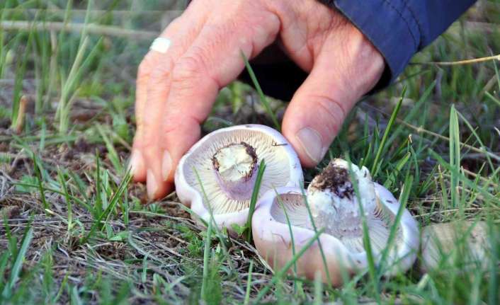 Erzincan’da bahar mevsimiyle birlikte hava sıcaklıklarının artmasının ardından vatandaşlar doğada