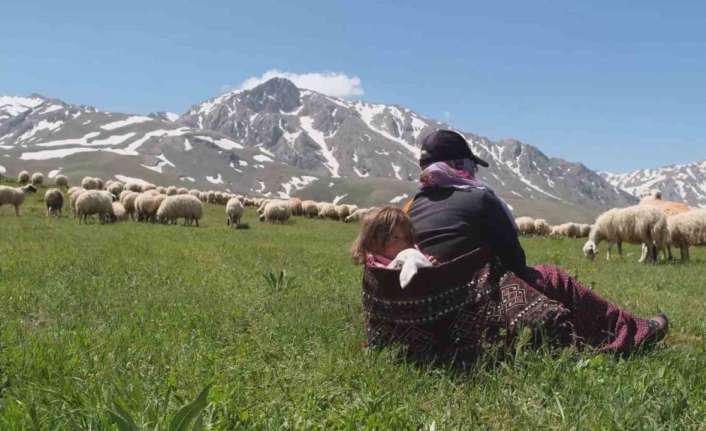 ERZİNCAN’DA MERALAR KÜÇÜKBAŞ HAYVANLARLA