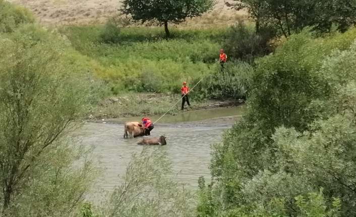 Karasu Nehri kenarında oluşan çamura batan iki ineği, İl Afet