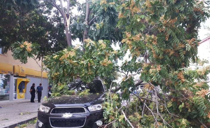 ERZİNCAN’DA ANİDEN ETKİLİ OLAN RÜZGAR BAZI AĞAÇLARIN DALLARINI KIRDI, ÇATILARIN