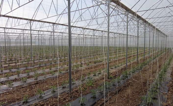 Nüfusunun büyük bölümü tarım ve hayvancılıktan geçimini sağladığı Erzincan’da seracılık
