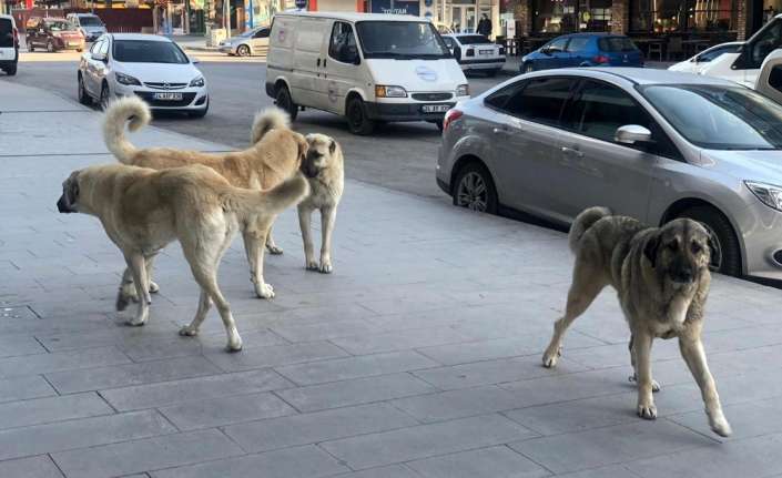 Erzincan şehir merkezinde sürüler halinde gezen başıboş sokak köpekleri tehlike