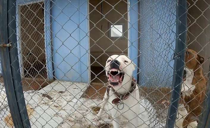 Erzincan’ın Üzümlü ilçesinde 8 yaşındaki çocuğun köpeklerin saldırısı sonucu ağır