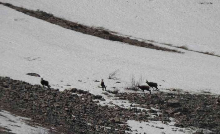 Erzincan’da 3 bin 300 rakımlı Munzur Dağı’nda, şamua cinsi olarak