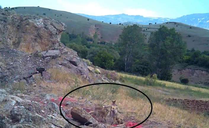 Erzincan’da 3 yavrusu olan tilki ailesi yuvalarında görüntülendi.