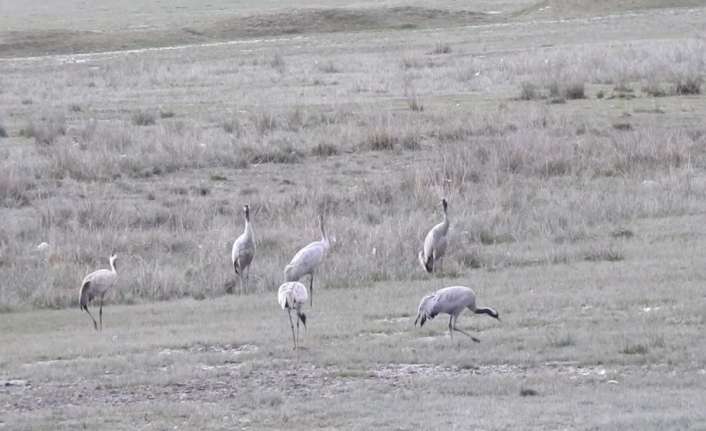 Erzincan’daki Ekşisu Sazlığı’nda, nesli tükenme tehlikesiyle karşı karşıya olan turnalar