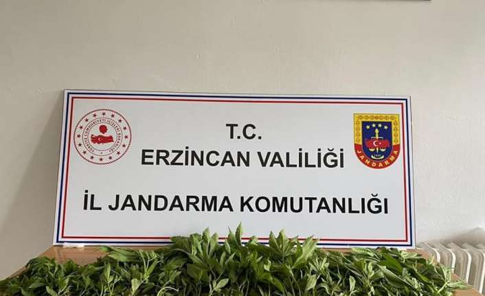 Erzincan’da uyuşturucu operasyonunda esrar