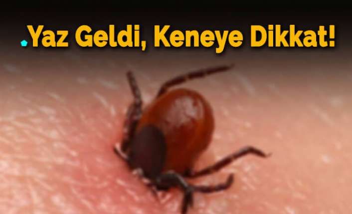 Erzincan’ın Çağlayan Beldesinde vücuduna kene yapışan bir kişi hastaneye kaldırıldı.