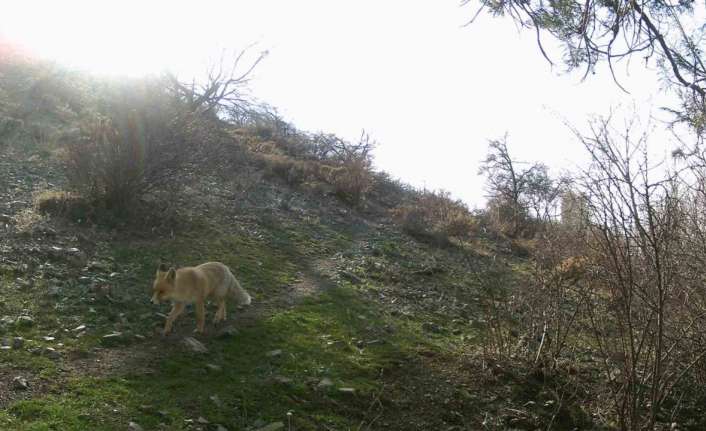 ERZİNCAN'DA YABAN HAYAT FOTOKAPANLARLA GÖRÜNTÜLENDİ