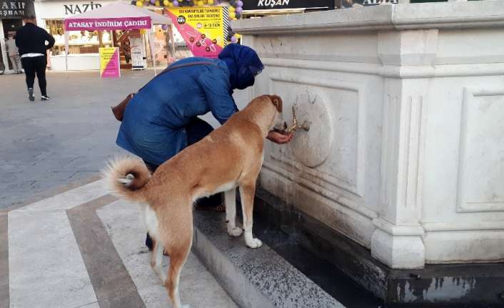 ERZİNCAN’DA SUSAYAN SOKAK KÖPEĞİNE ELLERİYLE SU İÇİREN KADIN YÜREKLERİ ISITTI