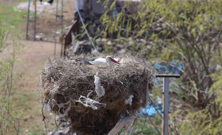 ERZİNCAN’DA YUVALARINA YERLEŞEN LEYLEKLER HAVADAN GÖRÜNTÜLENDİ