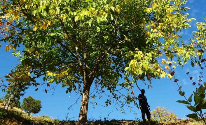 ERZİNCAN’IN SANCAK KENTİ KEMAH: 32 BİN CEVİZ AĞACI YETİŞTİRİCİLİĞİ İLE